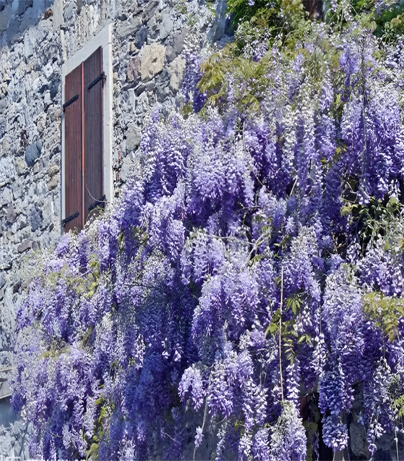 🌸Wisteria - A beleza em cascata do jardim o ano todo