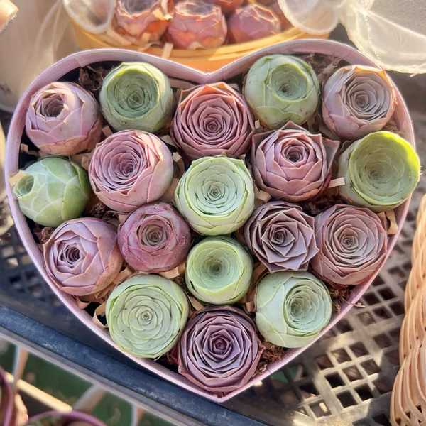 🌱🌹Rosa da Montanha: Beleza que Nunca Desbota, Mesmo para Jardineiros Iniciantes!🌺