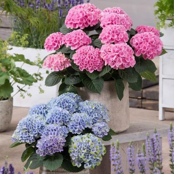 Flores artificiais de ar + Entrega Grátis + Brinde Surpresa Exclusivo