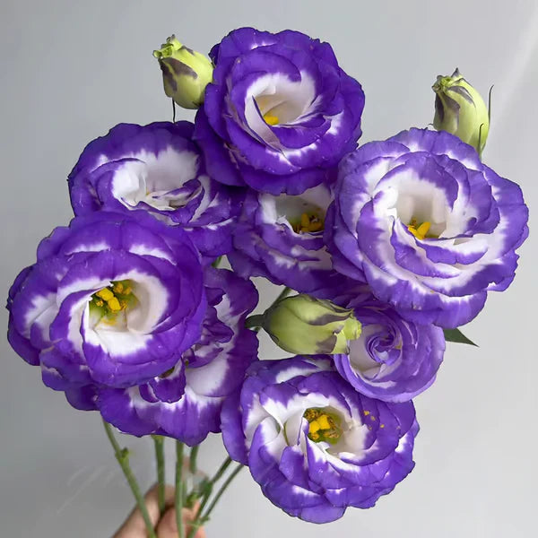 Eustoma Rosa Sem Espinhos💐Sementes de Lisanthus
