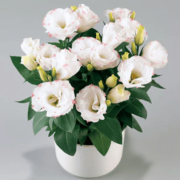 Eustoma Rosa Sem Espinhos💐Sementes de Lisanthus