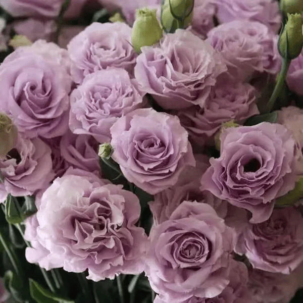 Eustoma Rosa Sem Espinhos💐Sementes de Lisanthus
