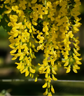 🌸Wisteria - A beleza em cascata do jardim o ano todo