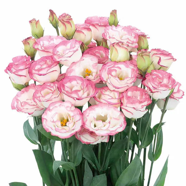 Eustoma Rosa Sem Espinhos💐Sementes de Lisanthus