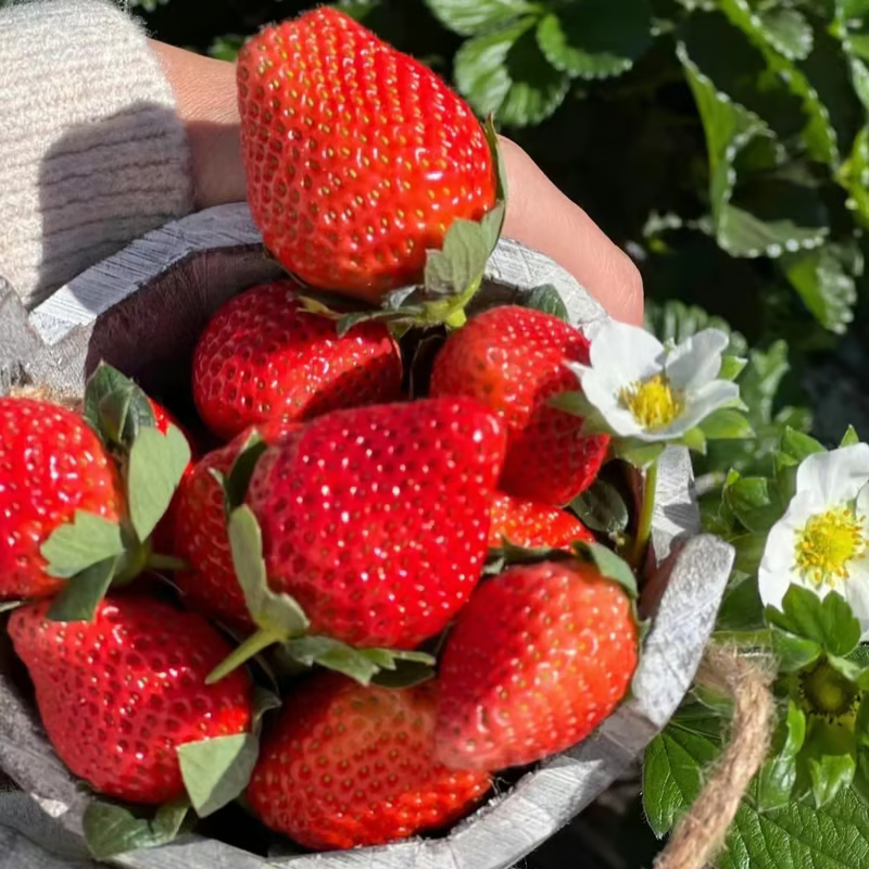 🔥🍓Sementes de Morango Cremosas