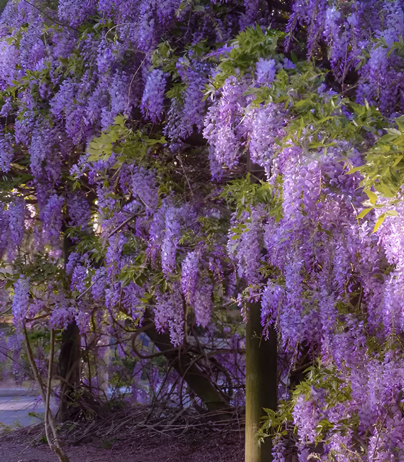🌸Wisteria - A beleza em cascata do jardim o ano todo
