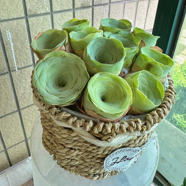 🌱🌹Rosa da Montanha: Beleza que Nunca Desbota, Mesmo para Jardineiros Iniciantes!🌺