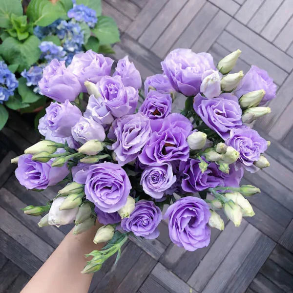 Eustoma Rosa Sem Espinhos💐Sementes de Lisanthus