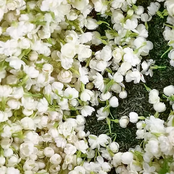 Sementes de jasmim Double （Solução de nutrientes grátis）