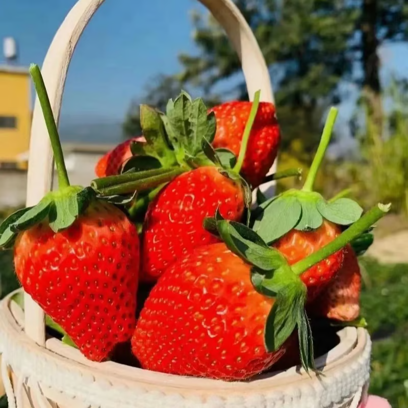 🔥🍓Sementes de Morango Cremosas