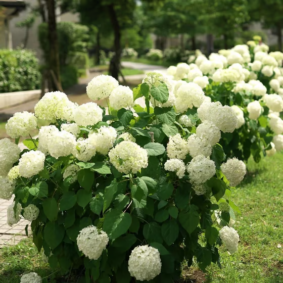 Flores artificiais de ar + Entrega Grátis + Brinde Surpresa Exclusivo
