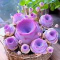 🌱🌹Rosa da Montanha: Beleza que Nunca Desbota, Mesmo para Jardineiros Iniciantes!🌺