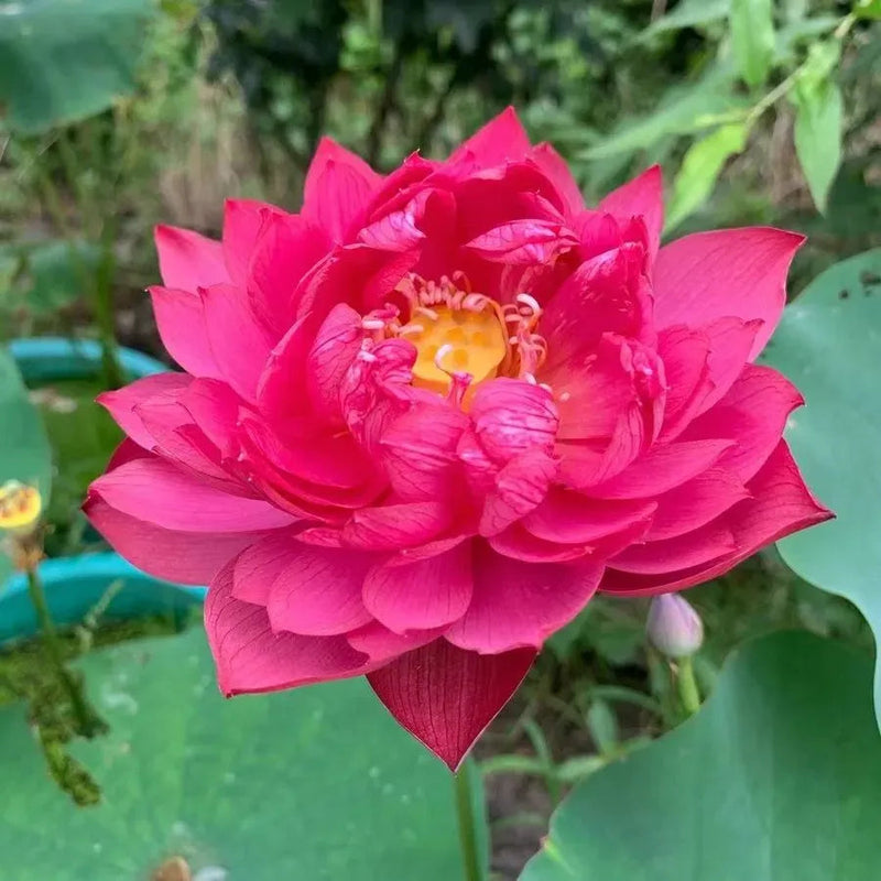 🌸 A Sagrada Flor de Lótus Bonsai 💐+ [BRINDE ESPECIAL]