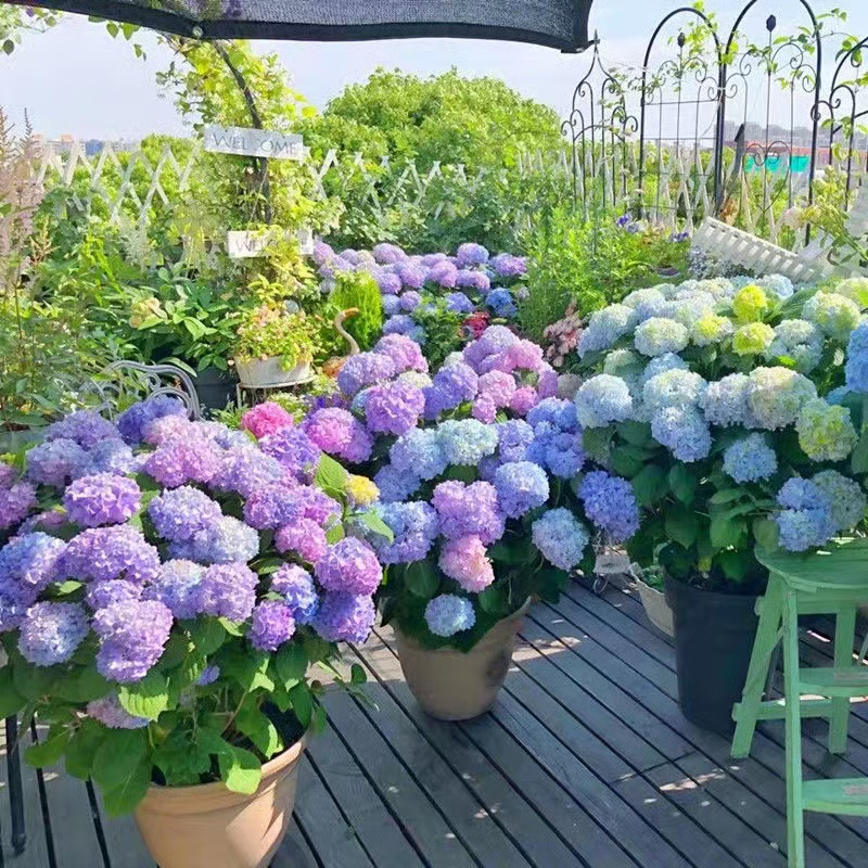 Flores artificiais de ar + Entrega Grátis + Brinde Surpresa Exclusivo